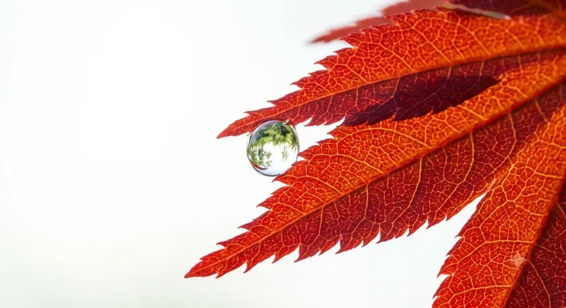 Cute Morning Purities In Macro