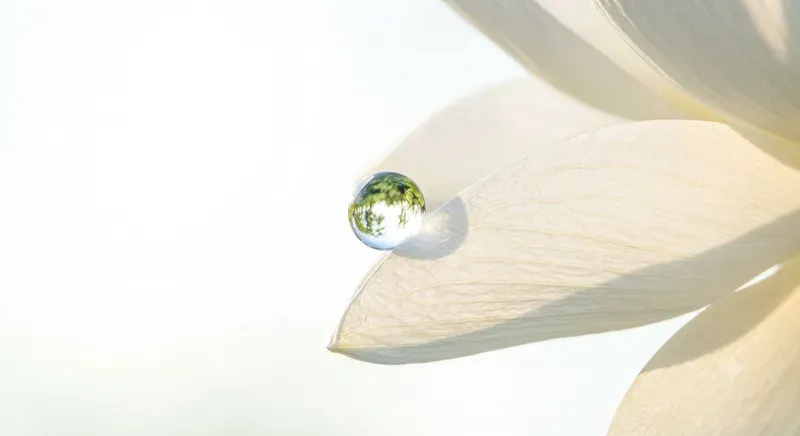 Cute Morning Purities In Macro