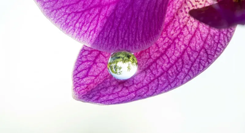 Cute Morning Purities In Macro