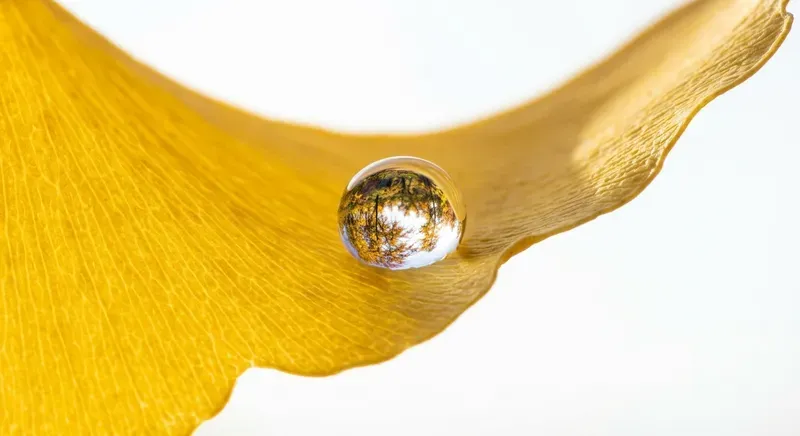 Cute Morning Purities In Macro