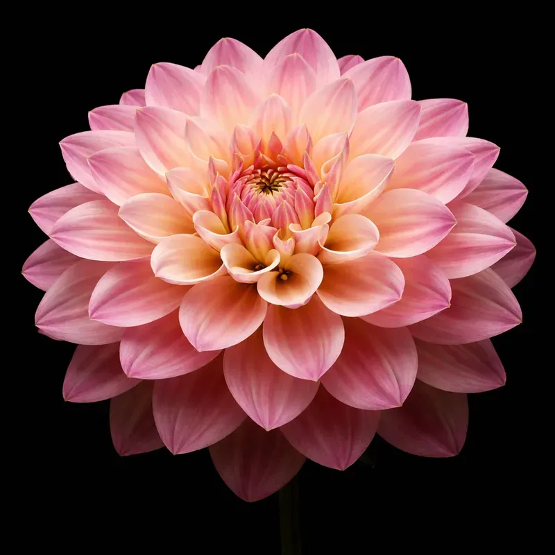 Dark Floral Studio Portraits