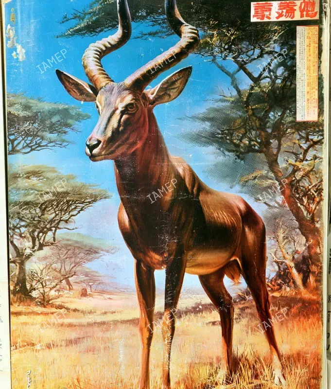 Vintage Japanese Wildlife Posters