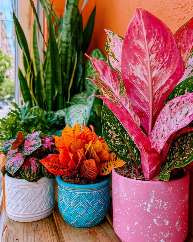 Colorful Aesthetic Photography