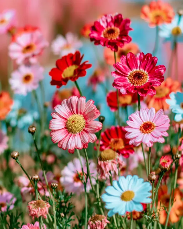 Colorful Aesthetic Photography