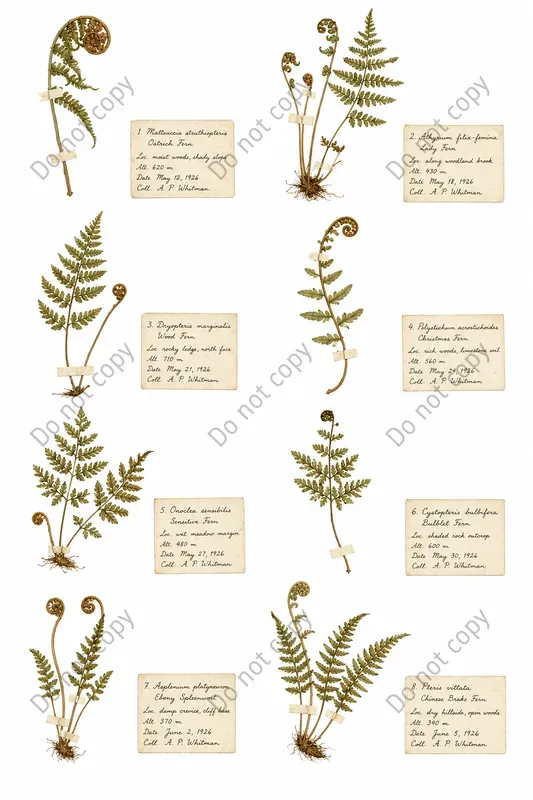 Pressed Herbarium Specimen Sheets