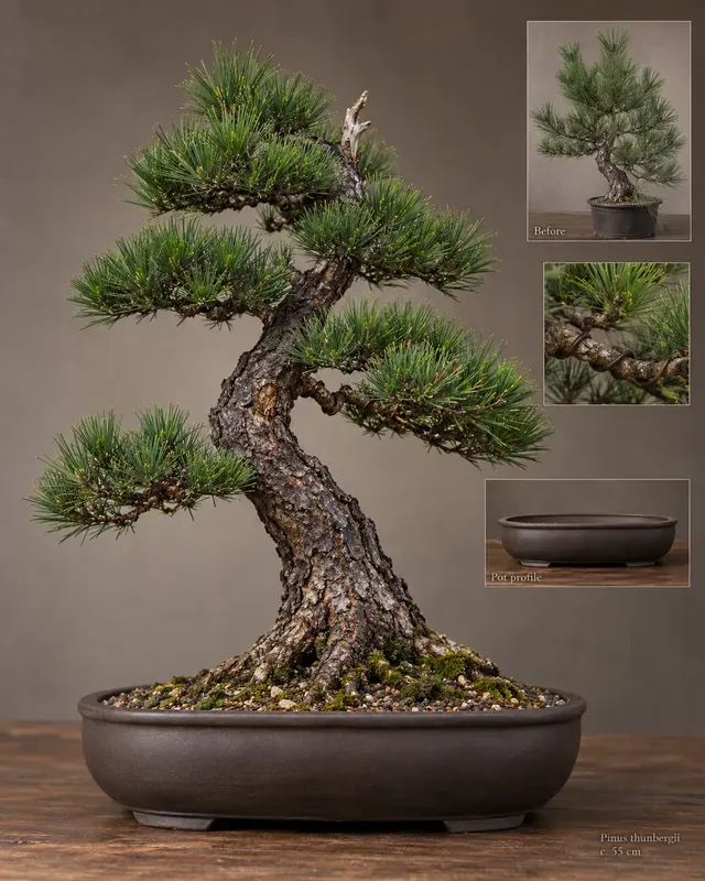 Bonsai Styling Pot Pairing Generator