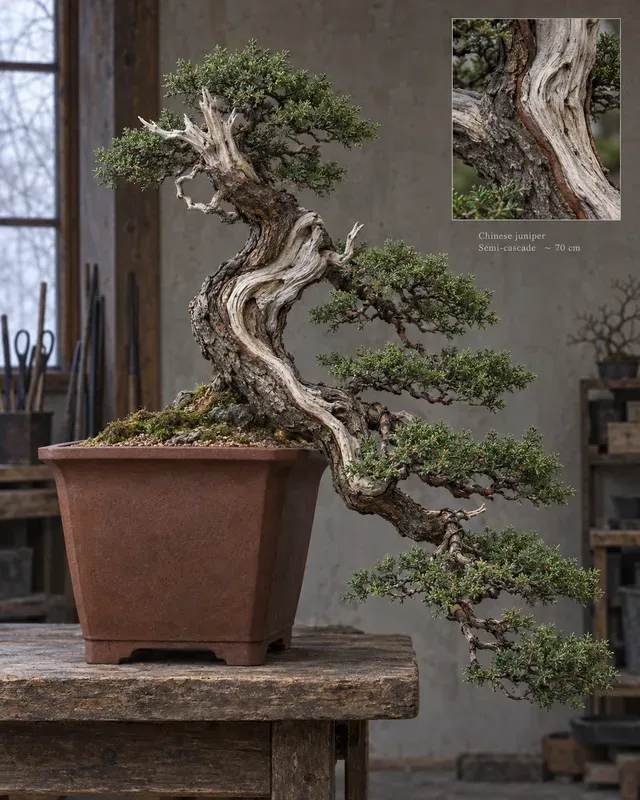 Bonsai Styling Pot Pairing Generator