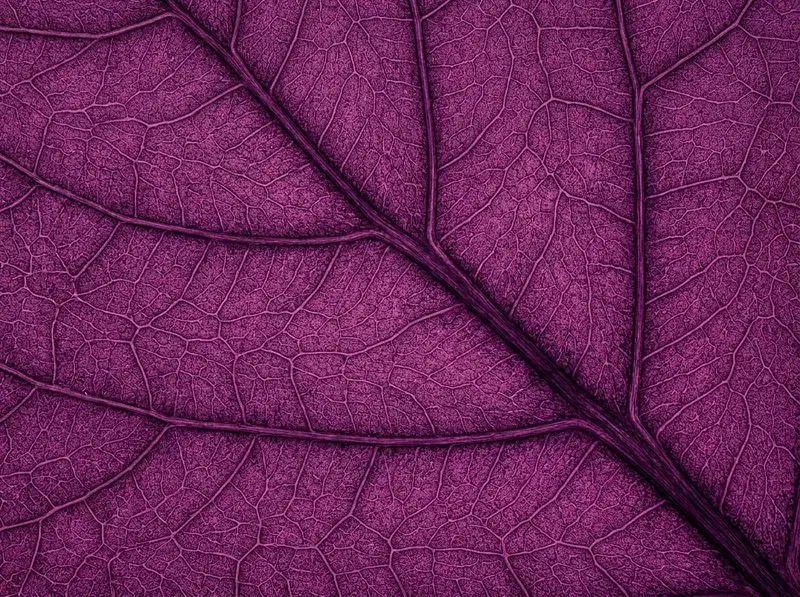 Leaf Skeleton Macro Dynamic Colors