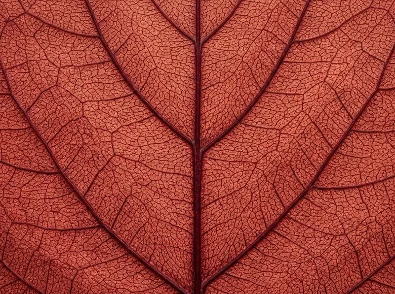 Leaf Skeleton Macro Dynamic Colors