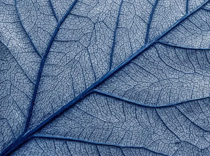 Leaf Skeleton Macro Dynamic Colors