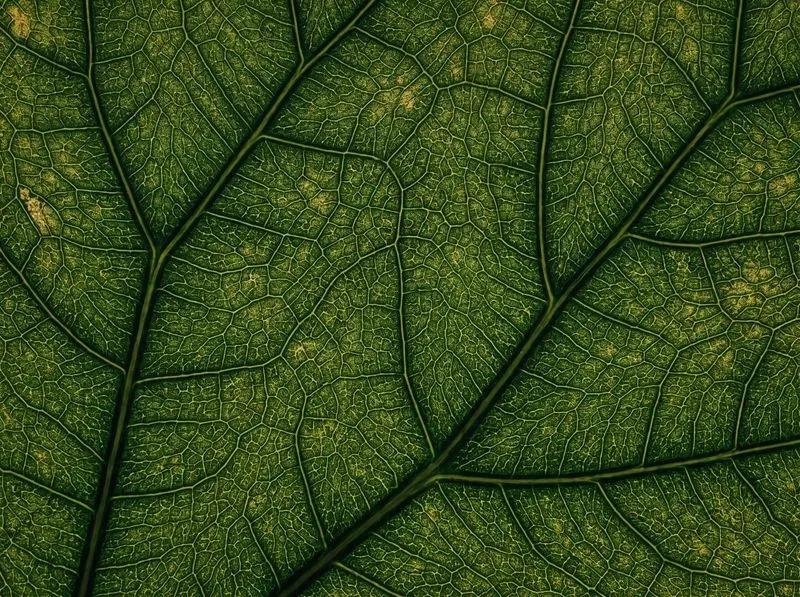 Leaf Skeleton Macro Dynamic Colors