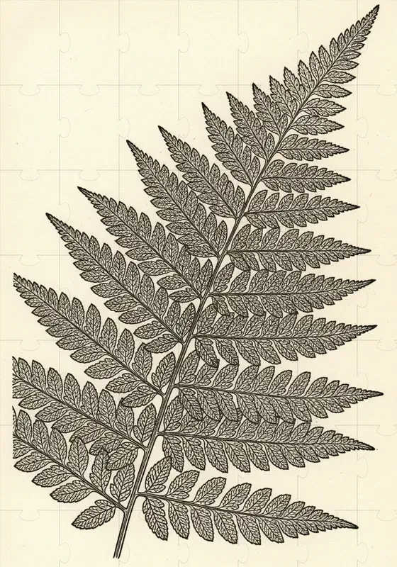 Museum Copperplate Engravings