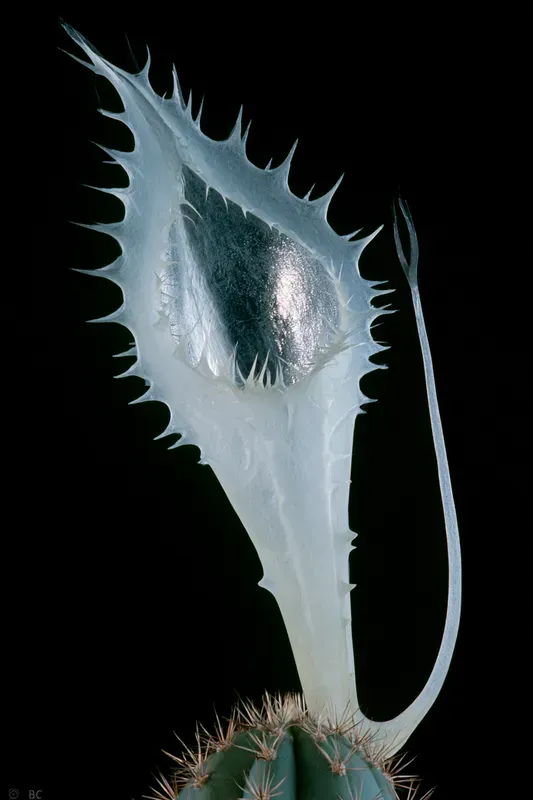 Fantastic Carnivorous Plants Generator