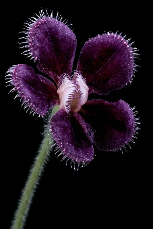 Fantastic Carnivorous Plants Generator