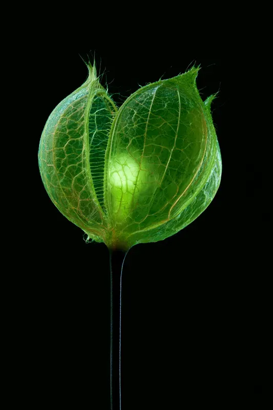 Fantastic Carnivorous Plants Generator
