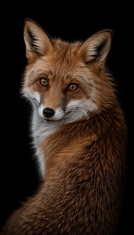 Fine Art Animal Portraits