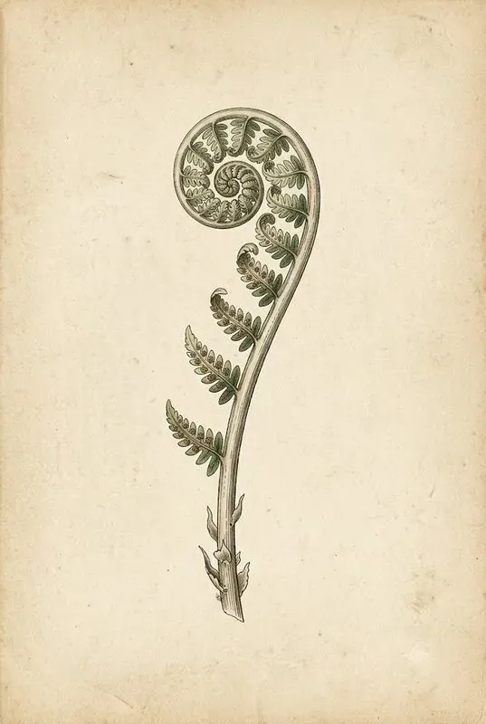 Vintage Botanical Print Studios