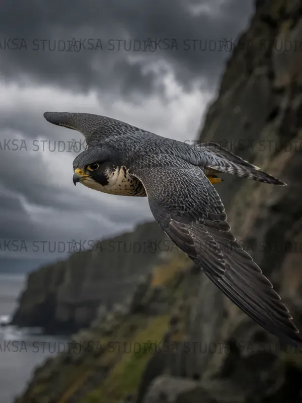 Bird Photography Masterpieces