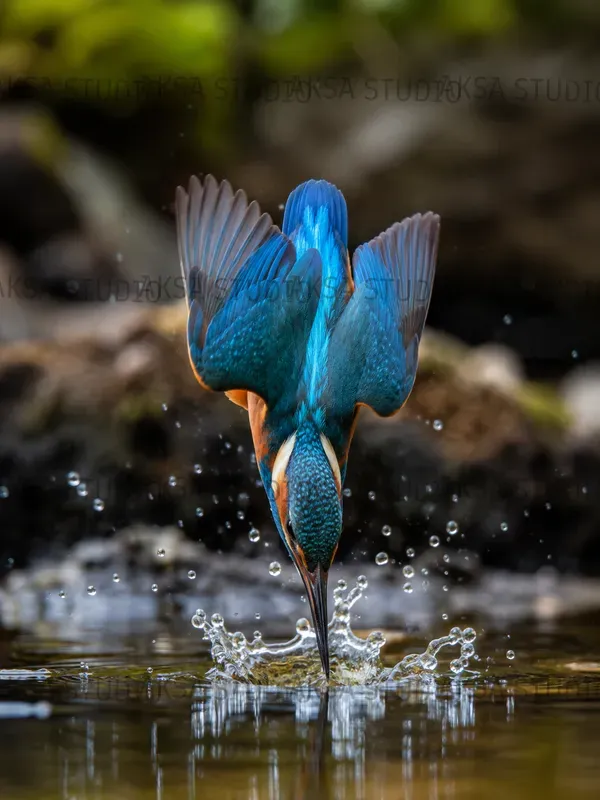 Bird Photography Masterpieces