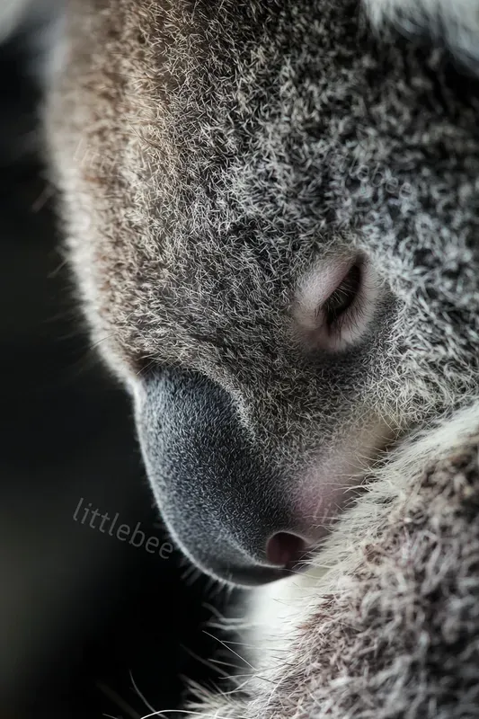 Macro Wildlife Textures