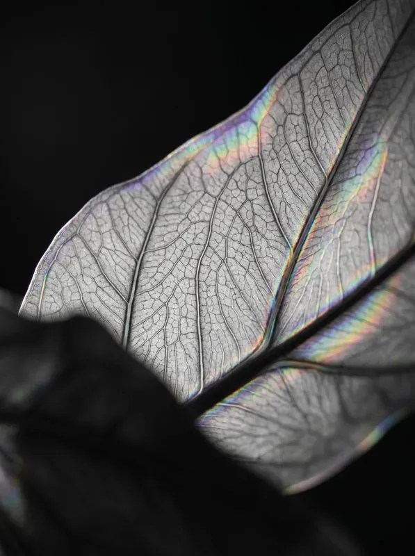 Abstract Prism Monochromes