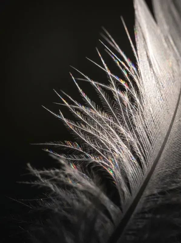 Abstract Prism Monochromes