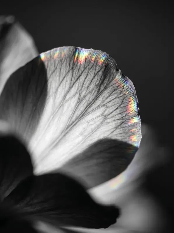 Abstract Prism Monochromes