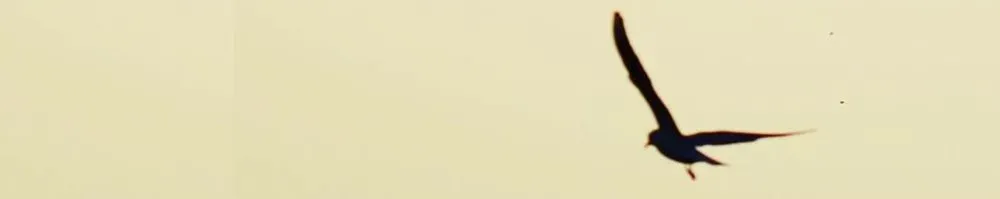 seygpt profile banner