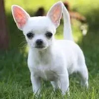 smartinibot profile picture