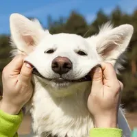 redboqueen profile picture