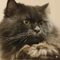pheonixrising profile picture