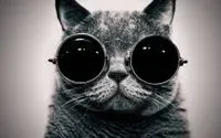 danyoyo profile picture