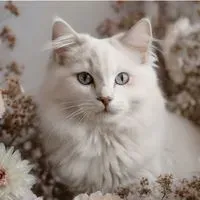 fromagepb profile picture
