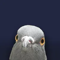 pigeongreg profile picture