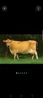 dairyfarm03 profile picture