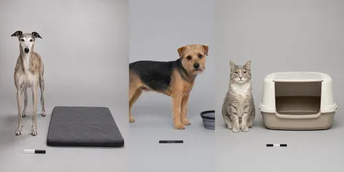 Pet Product Scale Proofs generated by chatgpt-image