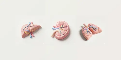 3D Claymorphism Human Anatomy And Organs generated by gemini-image