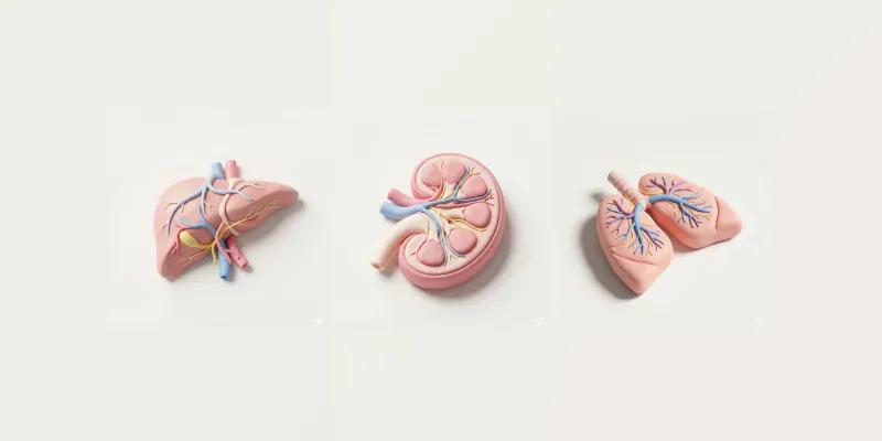 3D Claymorphism Human Anatomy And Organs generated by undefined