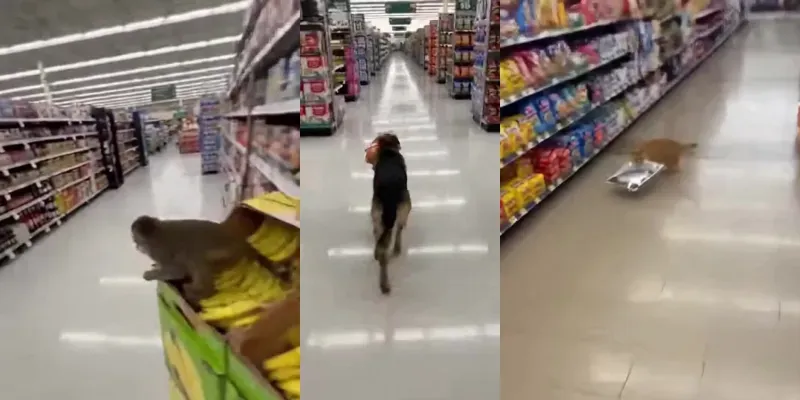 Animal Theft Chases In Supermarkets generated by undefined