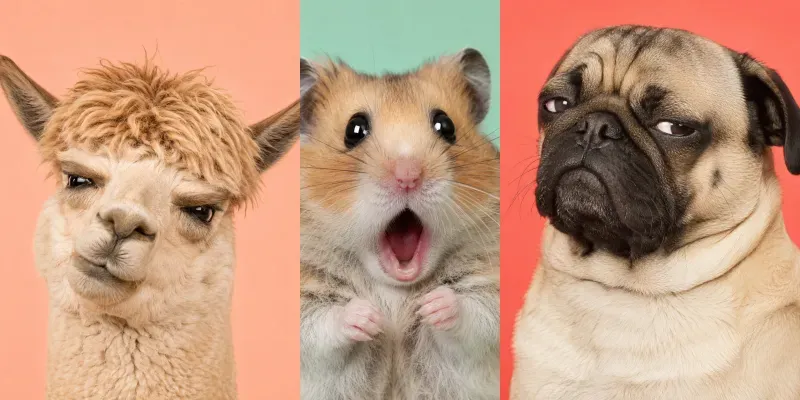 Funny Animal Reaction Photos generated by undefined