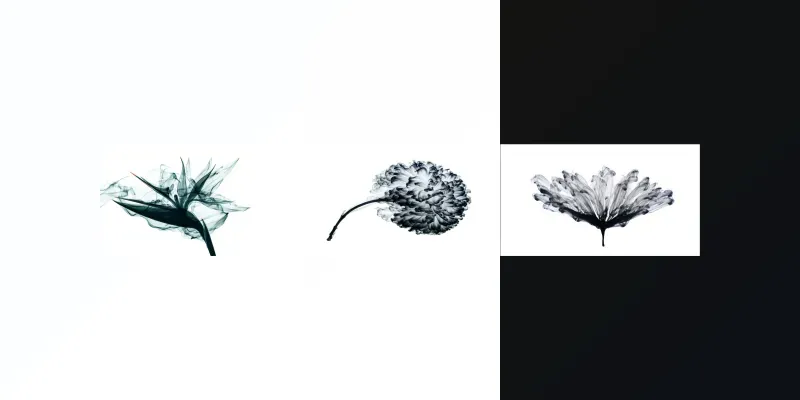 Chinese Ink Flowers Paintings generated by undefined