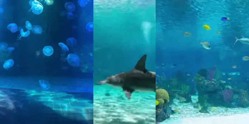 Firstperson Aquarium Exhibits generated by undefined