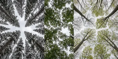 Canopy Gap Phenology Frames generated by gemini-image