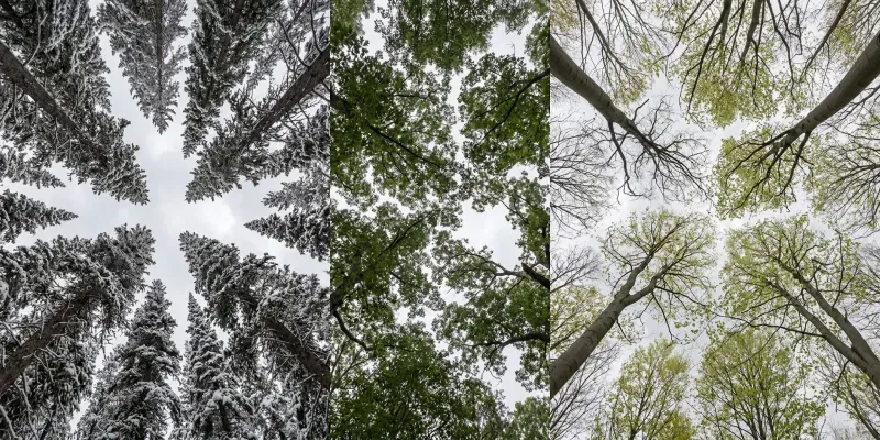 Canopy Gap Phenology Frames generated by undefined