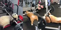Animal Gym Workouts sora prompt mini thumbnail