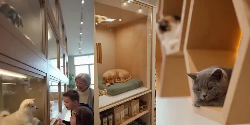 Cinematic Pet Store Videos generated by undefined