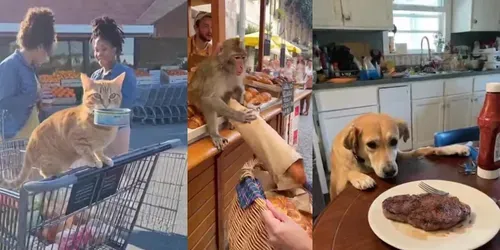 Animal Theft Cctv Viral Video Generators generated by sora
