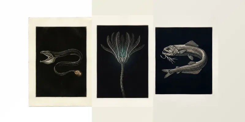 Mezzotint Abyssal Specimen Print