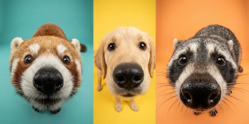 Funny Fisheye Animal Close Up Portraits