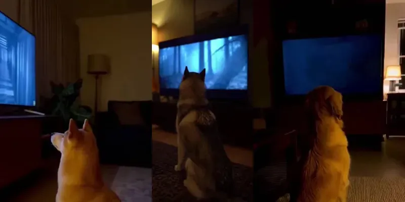 Owners Prank Dogs Watching Horror generated by undefined